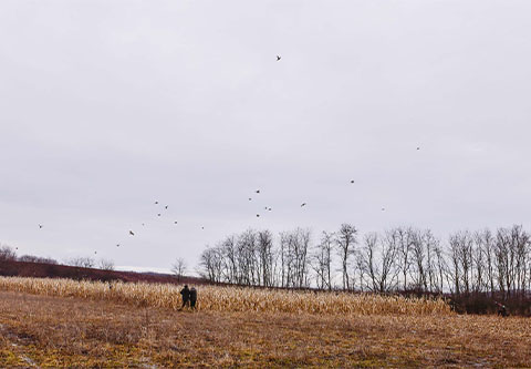 Pheasant hunting in North-Hungary Premium quality