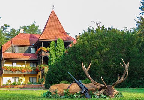 Red stag hunt in East-Hungary