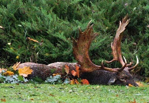 Fallow buck package in East - Hungary