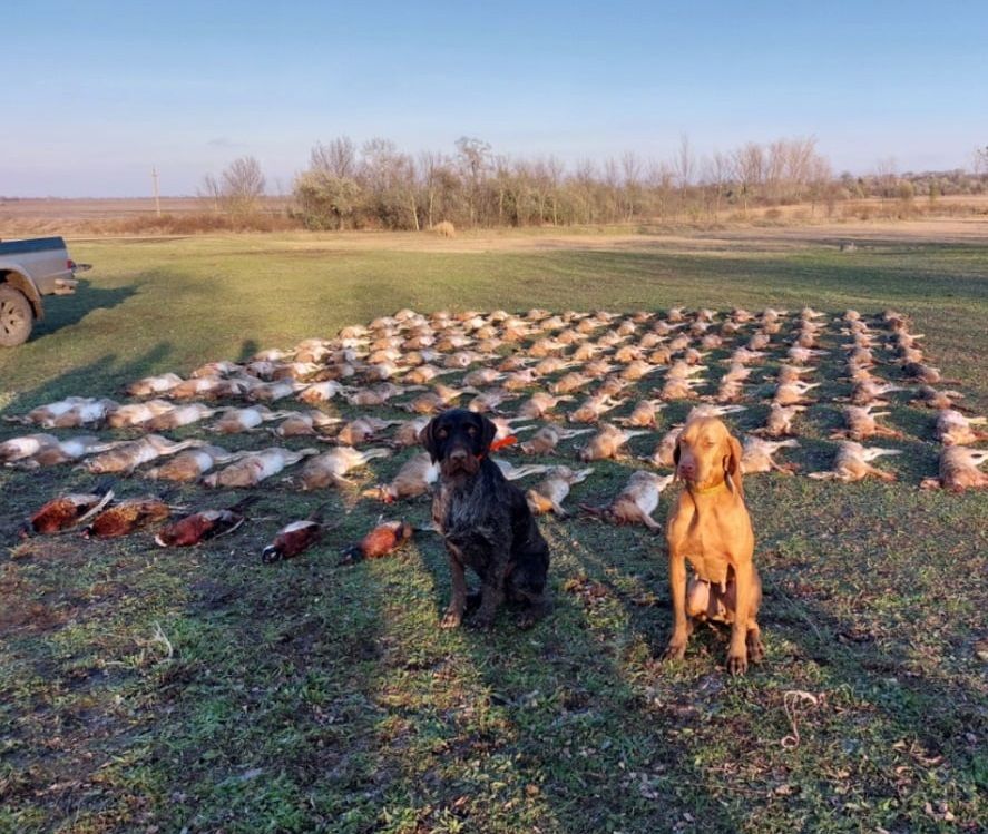 Small game hunting near Szolnok