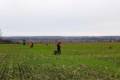 Small game hunting in South - Hungary (Röszke)