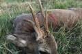 Roe buck hunting with fixed prices