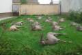 Roe buck hunting in South - Hungary (Szeged)