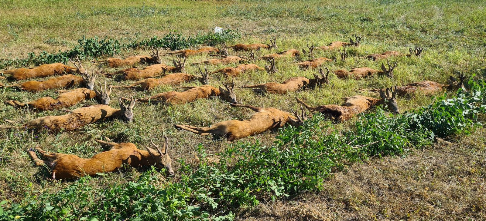 Roe buck hunting near Lake Balaton (Siófok)