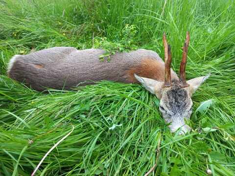 Roe buck hunting in Central - Hungary (Gyulaj)