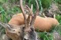 Roe buck hunting in Central - Hungary (Gyulaj)