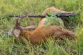 Roe buck hunting in Central - Hungary (Gyulaj)