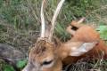 Roe buck hunting in Central - Hungary (Gyulaj)