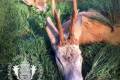 Roe buck hunting in Central - Hungary (Gyulaj)