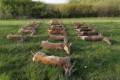 Roe buck hunting in East - Hungary