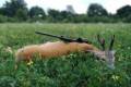 Roe buck hunting in East - Hungary