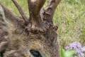 Roe buck hunting near Szolnok