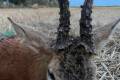 Roe buck hunting near Szolnok