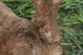 Roe buck hunting near Szolnok