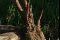 Roe buck hunting near Szolnok