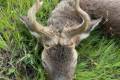 Roe buck hunting near Szolnok