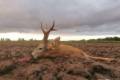 Roe buck hunting directly next to the Austrian border