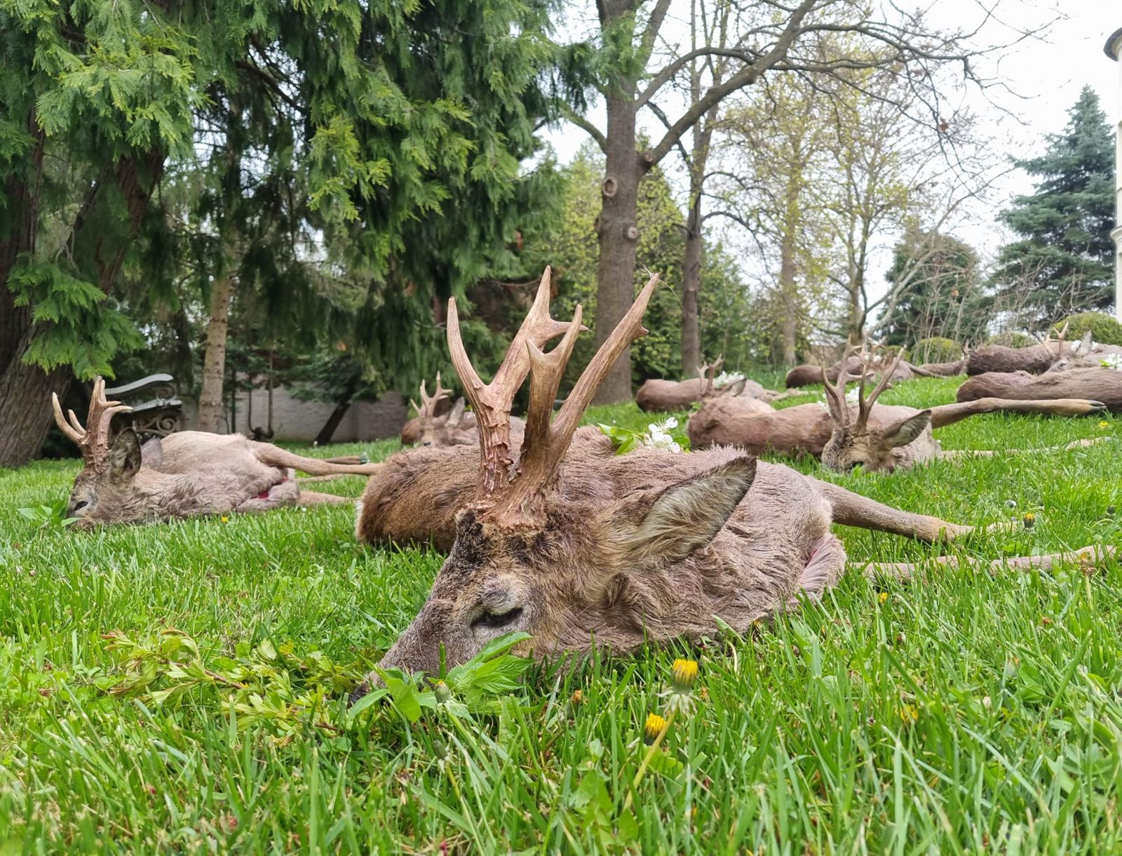 Roe buck hunting directly next to the Austrian border