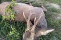 Roe buck hunting directly next to the Austrian border