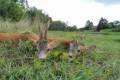 Roe buck hunting directly next to the Austrian border