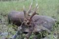 Roe buck hunting in South - Hungary with fix prices