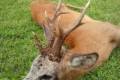 Roe buck hunting in South - Hungary with fixcost