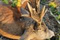 Roe buck hunting in South - Hungary with fix prices