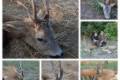 Roe buck hunting in South - Hungary with fix prices