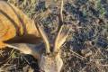 Roe buck hunt in West - Hungary (Somló)