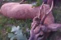 Roe buck hunt in West - Hungary (Somló)