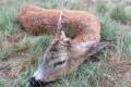 Roe buck hunt in West - Hungary (Somló)