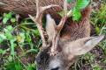 Roe buck hunting in West - Hungary with fixprices