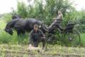 Roe buck hunt with horse carriage