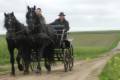 Roe buck hunt with horse carriage