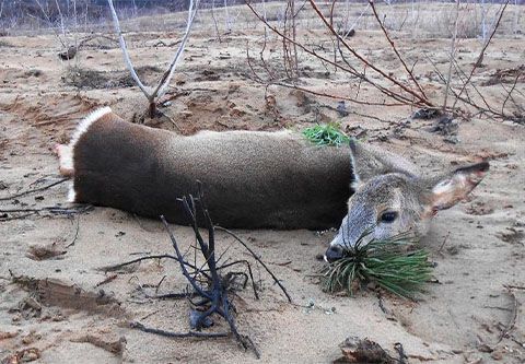 Female roe deer hunting