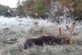 Fallow buck hunt in South - Hungary