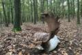 Fallow buck hunt in West - Hungary