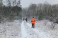 Driven hunt in Forestry area
