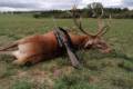 Red stag hunt in North - Hungary