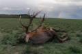 Red stag hunt in North - Hungary