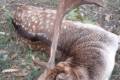 Fallow buck hunt in South - Hungary