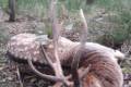 Fallow buck hunt in South - Hungary