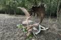 Fallow buck hunt in West - Hungary