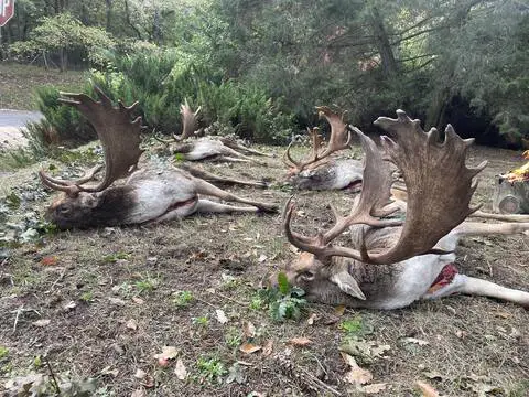 Fallow buck hunt in West - Hungary