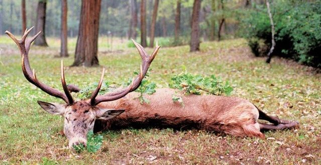 Red stag hunt in Middle-Hungary