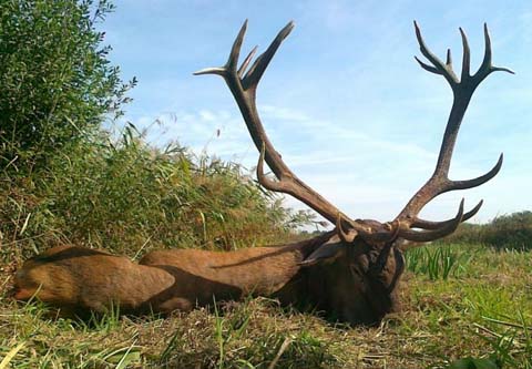 Red stag hunt in Zala county