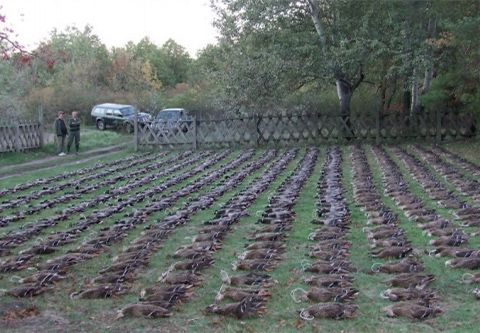 Semi wild duck hunting