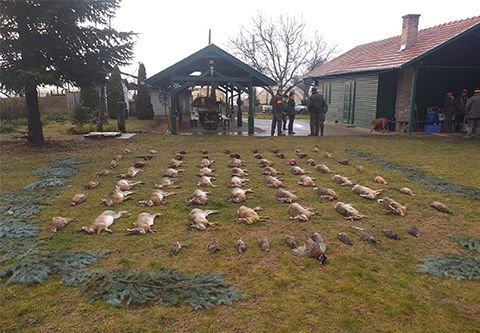 Small game hunting in South - Hungary (Röszke)