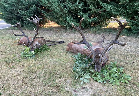 Red stag hunting in West - Hungary near Sárvár