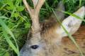 Roe buck hunting in Poland II.